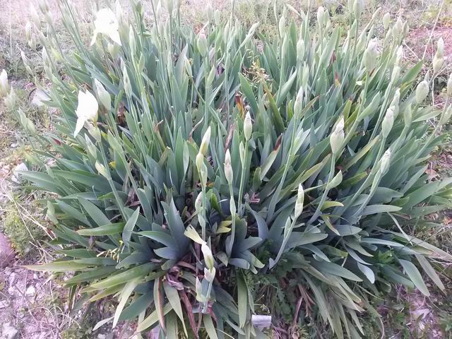 Iris x albicans